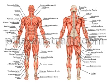 spasticity in muscles